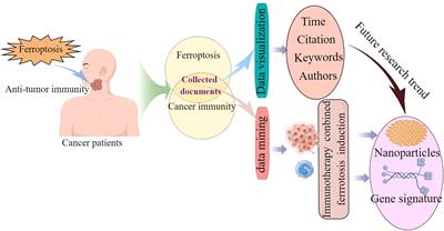 Bibliometric analysis of ferroptosis: a comprehensive evaluation of its contribution to cancer immunity and immunotherapy